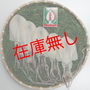 画像: 五島するめ〜水いかするめ〜　中の型　5枚　(総量550g)