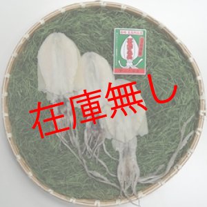 画像: 五島するめ〜水いかするめ〜　中の型　3枚　(総量330g)